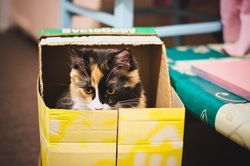Best Gift Ideas For That Crazy Cat Lady: The Gift Ideas List Site