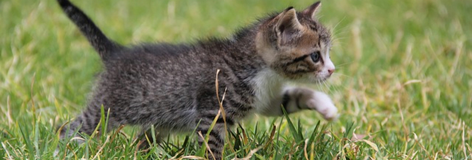 Webkinz Plush Pet Cats for Kids: kitten