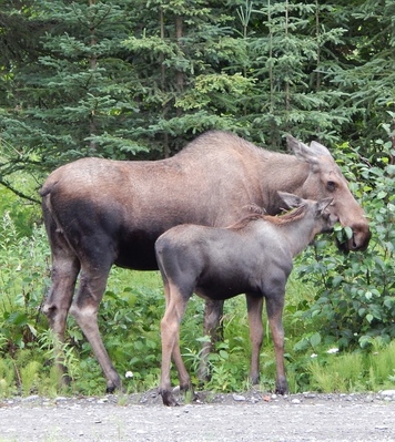 Moose Theme Wildlife Gift Ideas: The Gift Ideas List Site