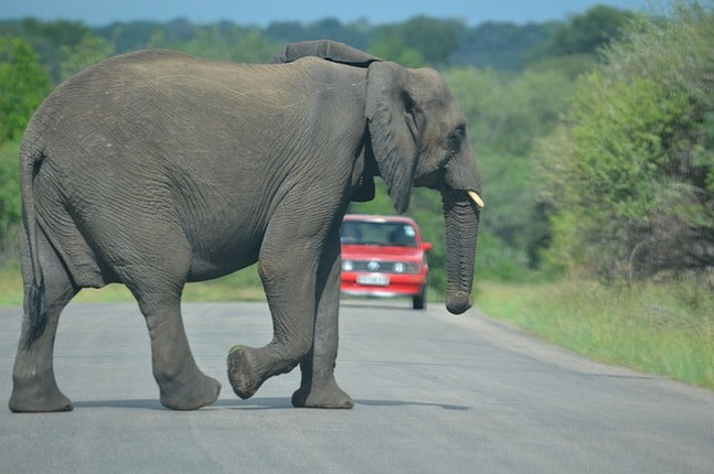 Webkinz Endangered Animal Species Plush Toys: African Elephant