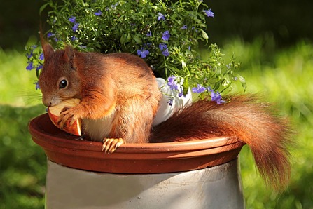Squirrel Facts and Even Squirrelier Gift Ideas: The Gift Ideas List Site: The Gift Ideas List Site