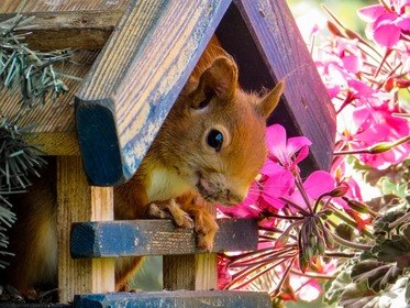 Squirrel Facts and Even Squirrelier Gift Ideas: The Gift Ideas List Site