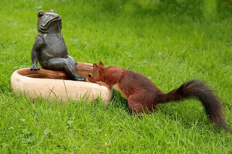 Squirrel Facts and Even Squirrelier Gift Ideas:
