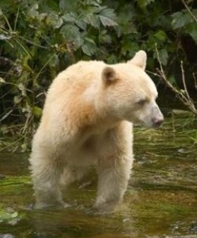 Webkinz Endangered Animal Species Plush Toys: Spirit Bear