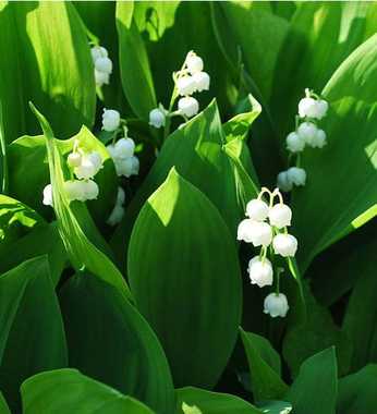 2nd Wedding Anniversary Traditional, Modern, Gem Stone, and Flower Gift List: Lily of the Valley