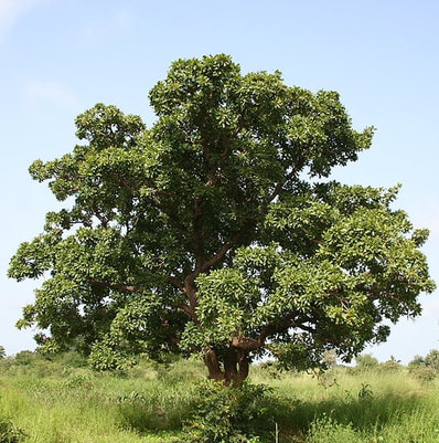 Natural Shea Butter Uses and Benefits: Karite tree of life