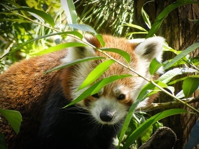 Webkinz Endangered Animal Species Plush Toys: Red Panda