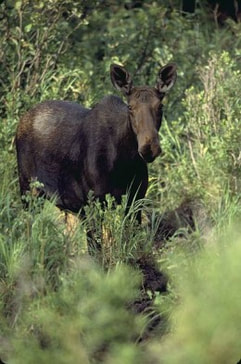 Moose Theme Wildlife Gift Ideas: The Gift Ideas List Site