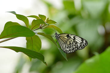 Butterfly-green-nature-insects