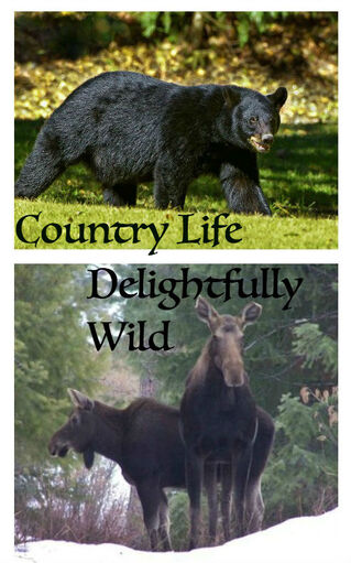 Country Creatures - Black Bear: Definitely an animal to be respected